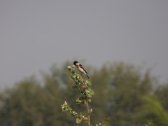 Saxicola maurus