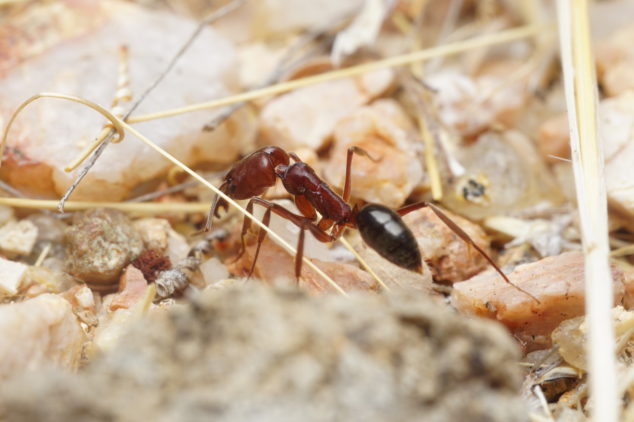 Odontomachus desertorum