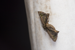 Prismosticta fenestrata