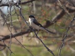 Lanius vittatus