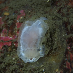 Goniodoris nodosa