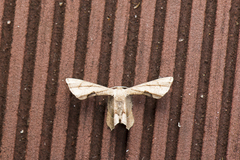 Phazaca alikangensis