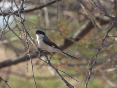 Lanius vittatus
