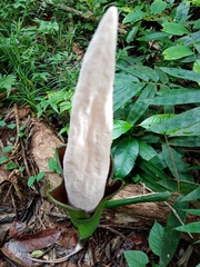 Amorphophallus hewittii
