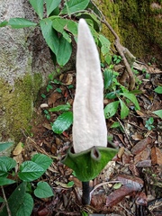 Amorphophallus hewittii