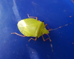 Chlorocoris distinctus