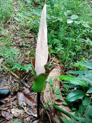 Amorphophallus hewittii