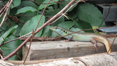 Trachylepis quinquetaeniata