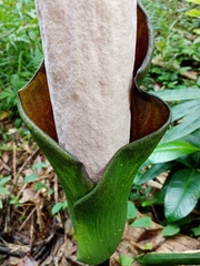 Amorphophallus hewittii