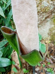 Amorphophallus hewittii
