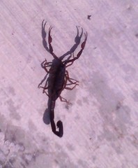 Centruroides gracilis