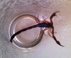 Centruroides gracilis