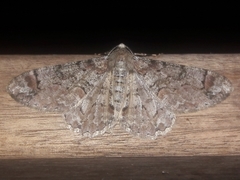 Iridopsis chalcea