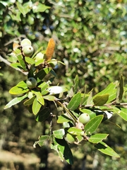 Quercus eduardii