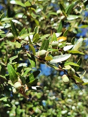 Quercus eduardii
