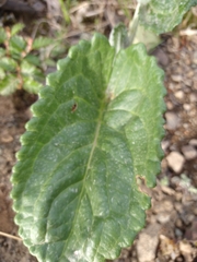 Senecio smithii
