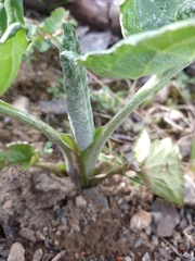 Senecio smithii
