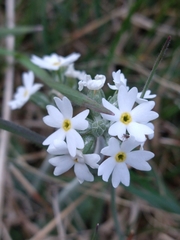Primula magellanica