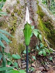 Amorphophallus hewittii