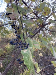 Vitis girdiana