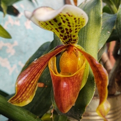 Paphiopedilum