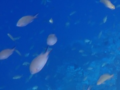 Chromis weberi
