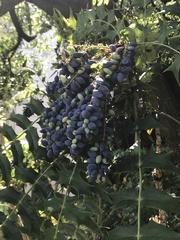 Berberis