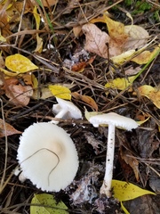 Lepiota erminea