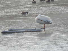 Pelecanus erythrorhynchos