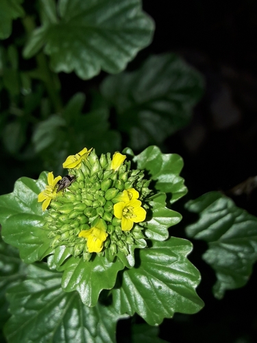 Image of Barbarea intermedia by (c) naturewatchwidow, some rights reserved (CC BY)