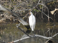 Ardea alba