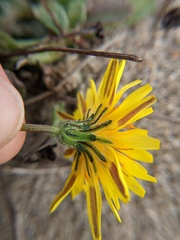 Agoseris apargioides