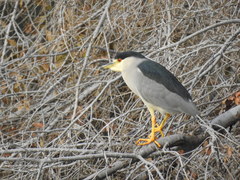 Nycticorax nycticorax
