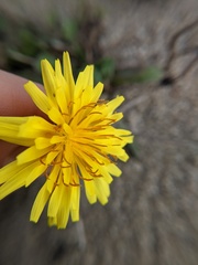 Agoseris apargioides