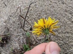 Agoseris apargioides