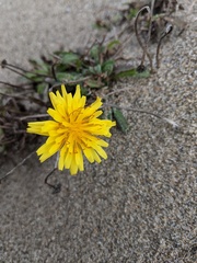 Agoseris apargioides