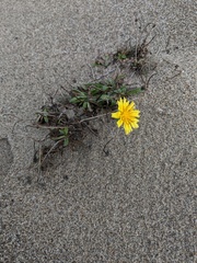 Agoseris apargioides