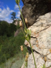 Silene aprica