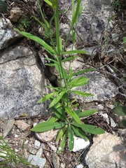 Silene aprica