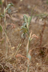 Pterostylis valida