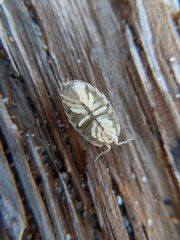 Alloniscus perconvexus