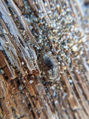 Alloniscus perconvexus