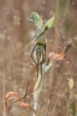 Pterostylis valida