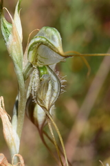 Pterostylis valida