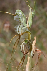 Pterostylis valida