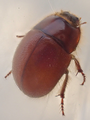 Coelus ciliatus