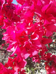 Bougainvillea