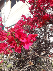 Bougainvillea