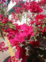 Bougainvillea