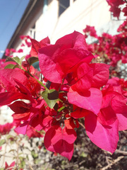 Bougainvillea